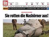 Bild zum Artikel: Grausame Wilderei - Sie rotten die Nashörner aus!
