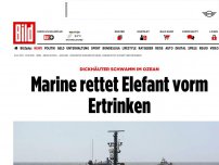 Bild zum Artikel: Gerettet! - Elefant in Seenot