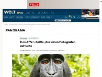 Bild zum Artikel: Skurriler Streit: Das Affen-Selfie, das einen Fotografen ruinierte