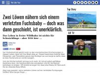 Bild zum Artikel: Zwei Löwen nähern sich einem verletzten Fuchsbaby – doch was dann geschieht, ist unerklärlich.