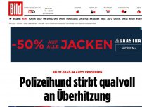 Bild zum Artikel: Bei 37 Grad im Auto - Polizeihund stirbt qualvoll an Überhitzung