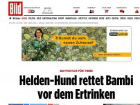 Bild zum Artikel: Baywatch für Tiere - Helden-Hund rettet Bambi vor dem Ertrinken