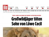 Bild zum Artikel: Vater starb vor 2 Jahren - Trophäenjäger töten auch Löwe Cecils Sohn
