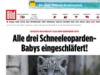 Bild zum Artikel: Schock-Nachricht aus Zoo - Alle Schneeleoparden- Babys eingeschläfert!