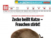 Bild zum Artikel: Zeckenvirus - Zecke beißt Katze – Frauchen stirbt!