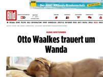 Bild zum Artikel: Hund gestorben - Otto Waalkes trauert um Wanda