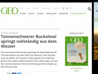 Bild zum Artikel: Tonnenschwerer Buckelwal springt vollständig aus dem Wasser