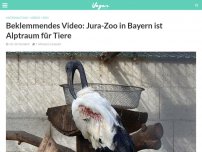 Bild zum Artikel: Beklemmendes Video: Jura-Zoo in Bayern ist Alptraum für Tiere