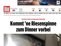 Bild zum Artikel: Schock für Australien-Pärchen - Kommt 'ne Riesenspinne zum Dinner vorbei