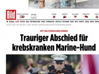 Bild zum Artikel: Mit militärischen Ehren - Trauriger Abschied für krebskranken Marine-Hund