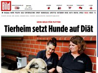 Bild zum Artikel: Kein Geld für Futter - Tierheim setzt Hunde auf Diät