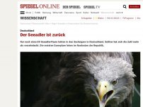 Bild zum Artikel: Deutschland: Der Seeadler ist zurück