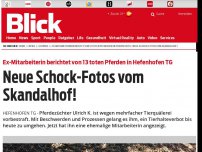 Bild zum Artikel: Ex-Mitarbeiterin berichtet von 13 toten Pferden in Hefenhofen TG: Neue Schock-Fotos vom Skandalhof!