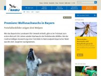 Bild zum Artikel: Premiere: Wolfsnachwuchs in Bayern