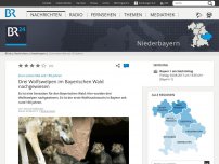 Bild zum Artikel: Sensationsfund: Drei Jungwölfe im Bayerischen Wald nachgewiesen