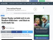 Bild zum Artikel: Dieser Husky verliebt sich in ein Straßen-Kätzchen - und lässt es nicht mehr los