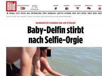 Bild zum Artikel: Am Strand gefunden - Baby-Delfin stirbt nach Selfie-Orgie