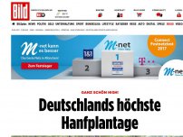Bild zum Artikel: Deutschlands höchste Hasch-Plantage - Dope im Baum