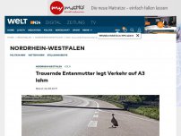Bild zum Artikel: Köln: Trauernde Entenmutter legt Verkehr auf A3 lahm
