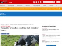Bild zum Artikel: Vorfall in Thüringen - Tierquäler erstechen trächtige Kuh mit einer Lanze