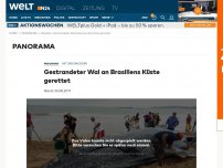 Bild zum Artikel: Mit drei Baggern: Gestrandeter Wal an Brasiliens Küste gerettet