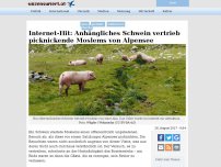 Bild zum Artikel: Internet-Hit: Anhängliches Schwein vertrieb picknickende Moslems von Alpensee