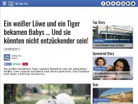 Bild zum Artikel: Ein weißer Löwe und ein Tiger bekamen Babys ... Und sie könnten nicht entzückender sein!