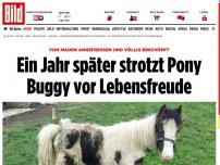 Bild zum Artikel: Von Maden angefressen - Ein Jahr später strotzt Pony Buggy vor Lebensfreude