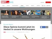 Bild zum Artikel: Grusel-Alarm! Diese Spinne kommt jetzt im Herbst in unsere Wohnungen