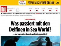 Bild zum Artikel: Hurrikan stürmt auf Sea World zu - Was passiert mit den Delfinen in Sea World?