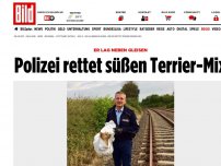 Bild zum Artikel: Er lag neben Gleisen - Polizei rettet süßen Terrier-Mix