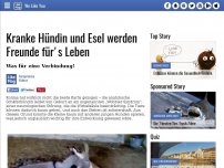 Bild zum Artikel: Kranke Hündin und Esel werden Freunde für's Leben