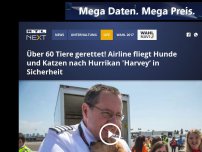 Bild zum Artikel: Über 60 Tiere gerettet! Airline fliegt Hunde und Katzen nach Hurrikan 'Harvey‘ in Sicherheit