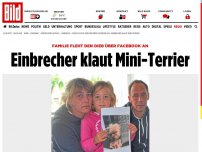 Bild zum Artikel: Familie in Sorge - Einbrecher klaut Mini-Terrier Susi