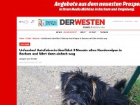 Bild zum Artikel: Unfassbar! Autofahrerin überfährt 3 Monate alten Hundewelpen in Bochum und fährt dann einfach weg