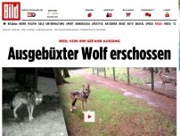 Bild zum Artikel: Kein Happy-End - Ausgebüxter Wolf ist tot!
