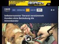 Bild zum Artikel: Selbsternannter Tierarzt verstümmelt Hunden ohne Betäubung die Stimmbänder