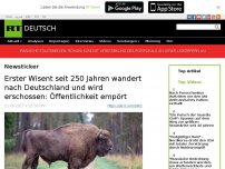 Bild zum Artikel: Erster Wisent seit 250 Jahren wandert nach Deutschland und wird erschossen: Öffentlichkeit empört