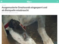 Bild zum Artikel: Ausgemusterte Greyhounds eingesperrt und als Blutquelle missbraucht
