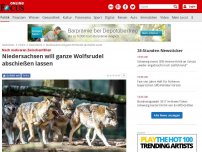 Bild zum Artikel: Nach mehreren Zwischenfällen - Niedersachsen will ganze Wolfsrudel abschießen lassen