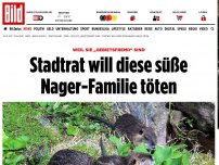 Bild zum Artikel: Weil sie „gebietsfremd“ sind - Stadtrat will diese süße Nager-Familie töten
