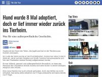Bild zum Artikel: Hund wurde 8 Mal adoptiert, doch er lief immer wieder zurück ins Tierheim.
