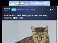 Bild zum Artikel: Älteste Katze der Welt gestorben: Nutmeg wurde 32 Jahre alt!