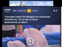 Bild zum Artikel: Trauriges Leben für Belugas im russischen Wanderzoo: 'Es ist wie in einer Badewanne zu leben'