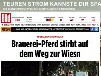 Bild zum Artikel: Todesursache unklar - Brauerei-Pferd stirbt auf dem Weg zur Wiesn