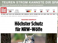Bild zum Artikel: Ministerin legt fest - Höchster Schutz für Wölfe in NRW