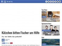 Bild zum Artikel: Kätzchen bitten Fischer um Hilfe