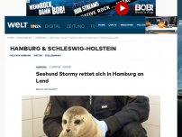 Bild zum Artikel: Sturmtief 'Xavier': Seehund Stormy rettet sich in Hamburg an Land