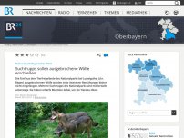 Bild zum Artikel: Nationalpark Bayerischer Wald: Suchtrupps sollen ausgebrochene Wölfe erschießen