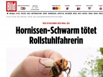 Bild zum Artikel: Sie stachen 150 Mal zu - Hornissen-Schwarm tötet Rollstuhlfahrerin